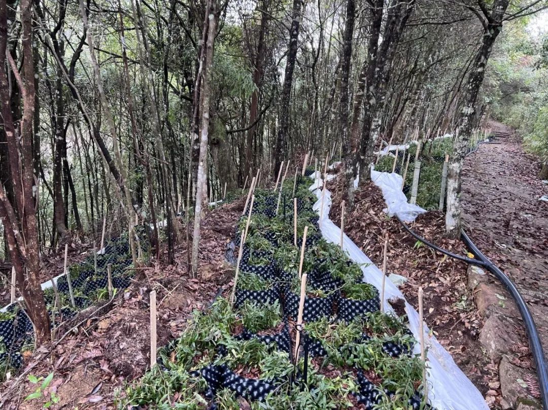 茯苓种植效益_福建种植茯苓致富_种植茯苓多少钱一斤