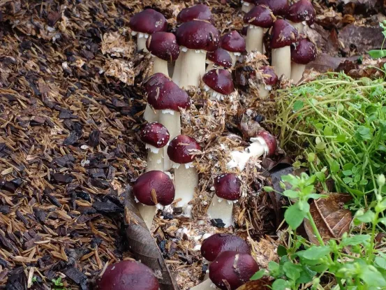 福建种植茯苓致富_种植茯苓多少钱一斤_茯苓种植效益