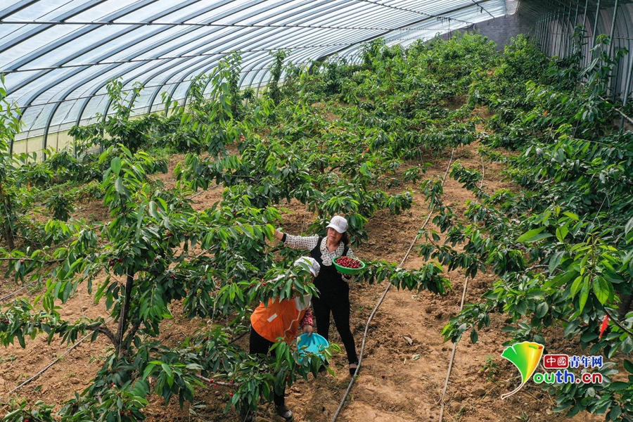 致富经樱桃种植视频_种植大樱桃致富_种植大樱桃利润如何