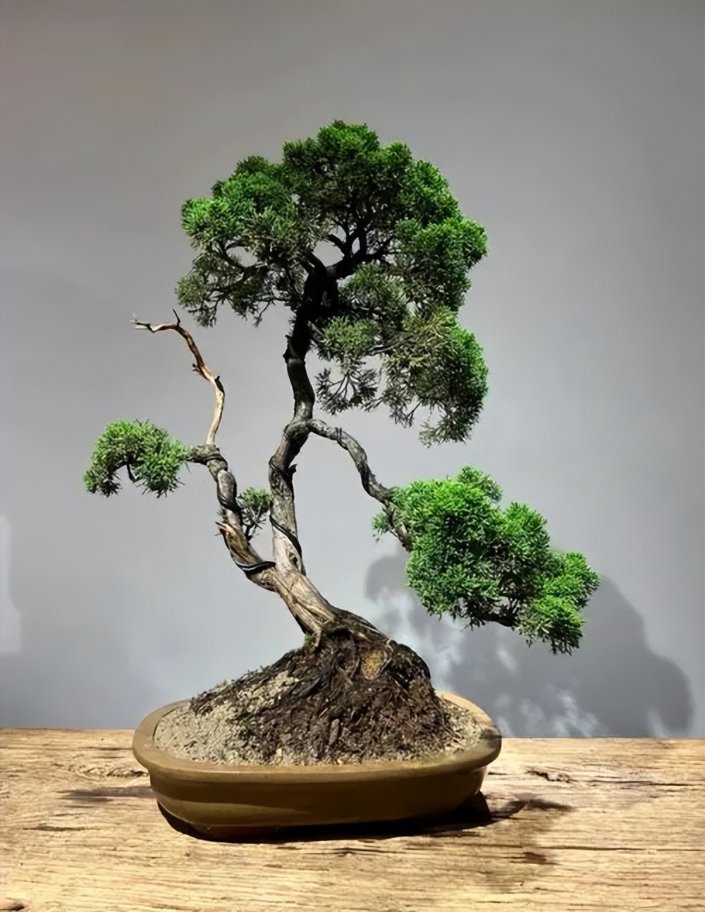 致富种植盆景技术视频_致富经盆景种植技术_盆栽致富经