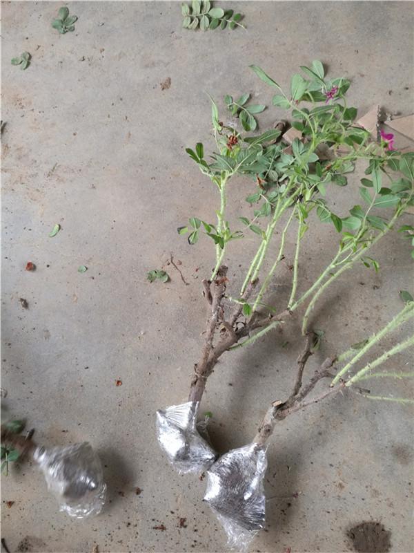 玫瑰种植技术花籽种植方法_玫瑰的花籽怎么种_玫瑰花籽种植技术