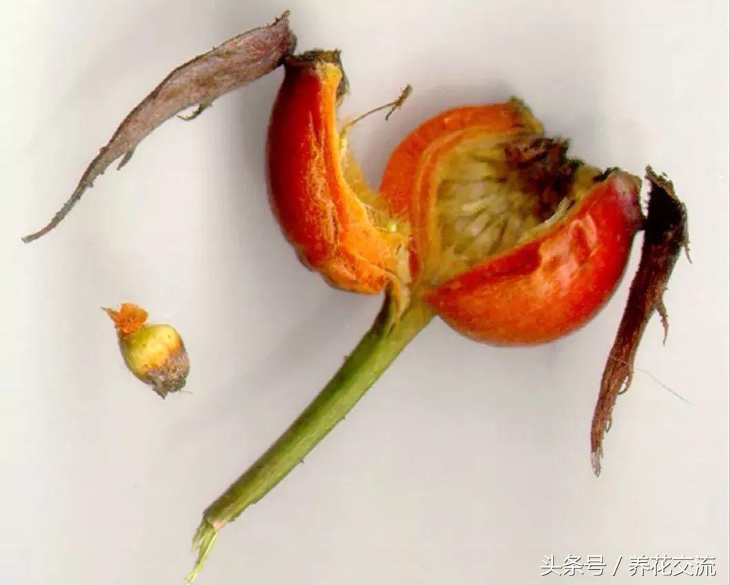 玫瑰花种子种植技术_玫瑰种植技术花籽怎么种_玫瑰花籽种植技术