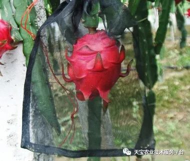 大棚青椒种植早春技术与管理_大棚青椒种植早春技术要点_早春大棚青椒种植技术