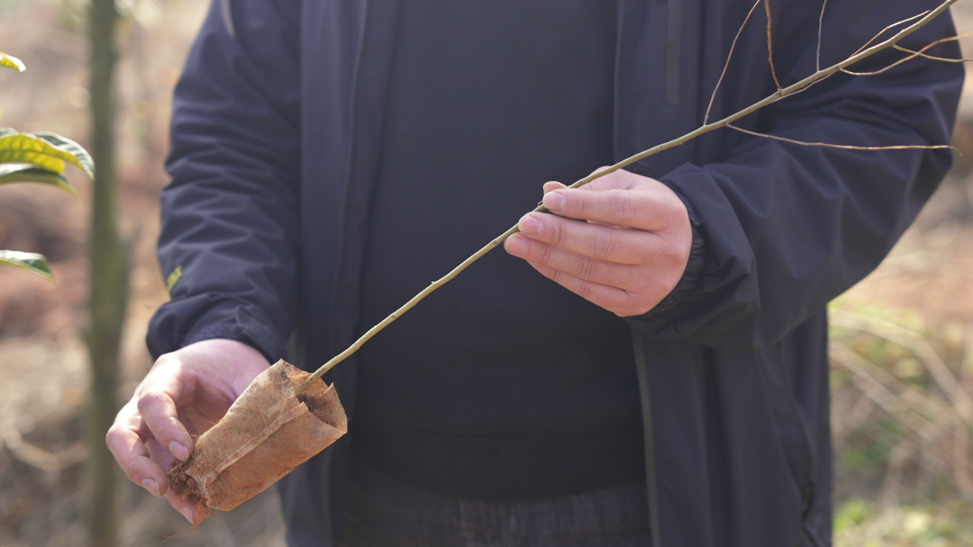 种植什么树叶致富_致富树叶种植视频_种树致富经