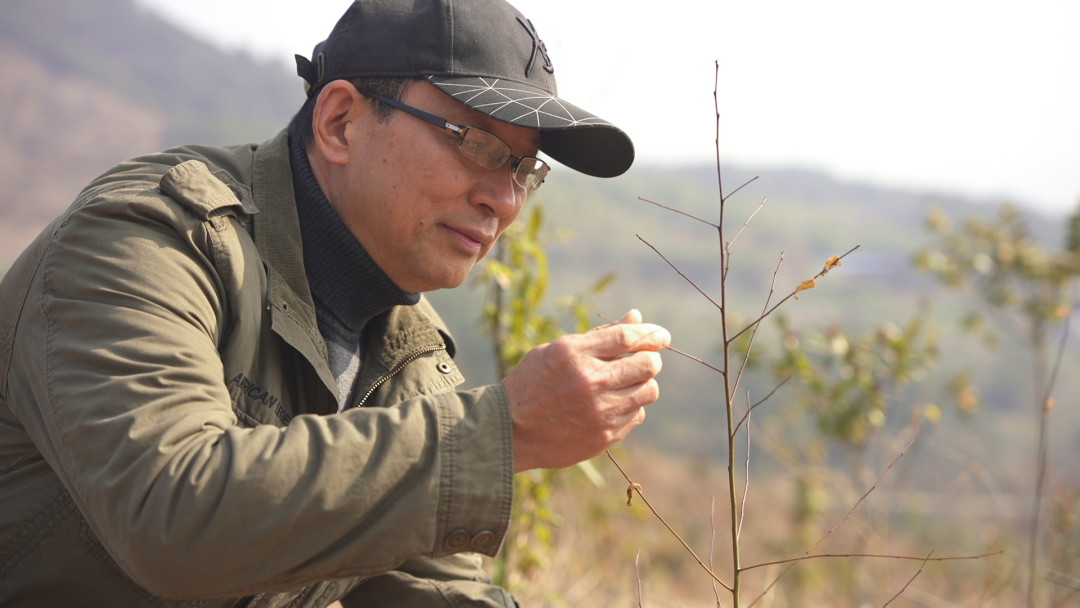 种植什么树叶致富_致富树叶种植视频_种树致富经
