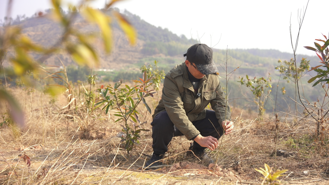 致富树叶种植视频_种植什么树叶致富_种树致富经