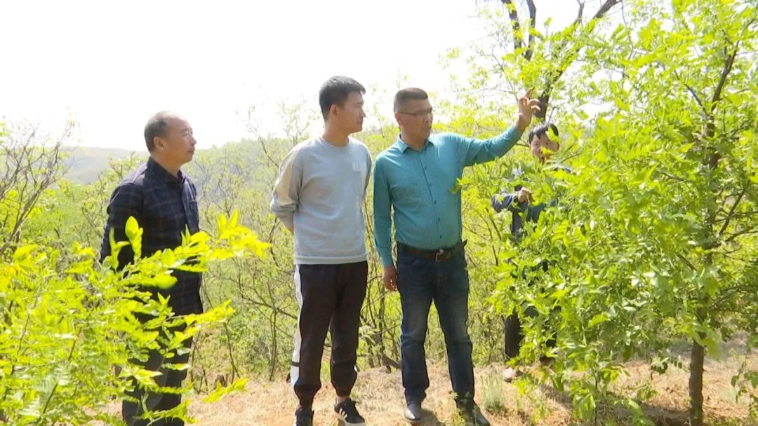 树叶养殖_靠树叶致富_种植什么树叶致富