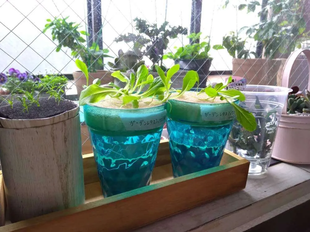 室内种植致富植物_室内种植业致富项目_致富室内种植植物视频