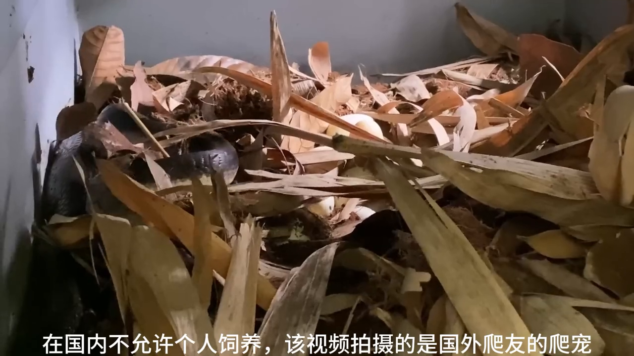昆虫养殖什么市场前景看好_昆虫养殖致富经视频_昆虫养殖赚钱吗