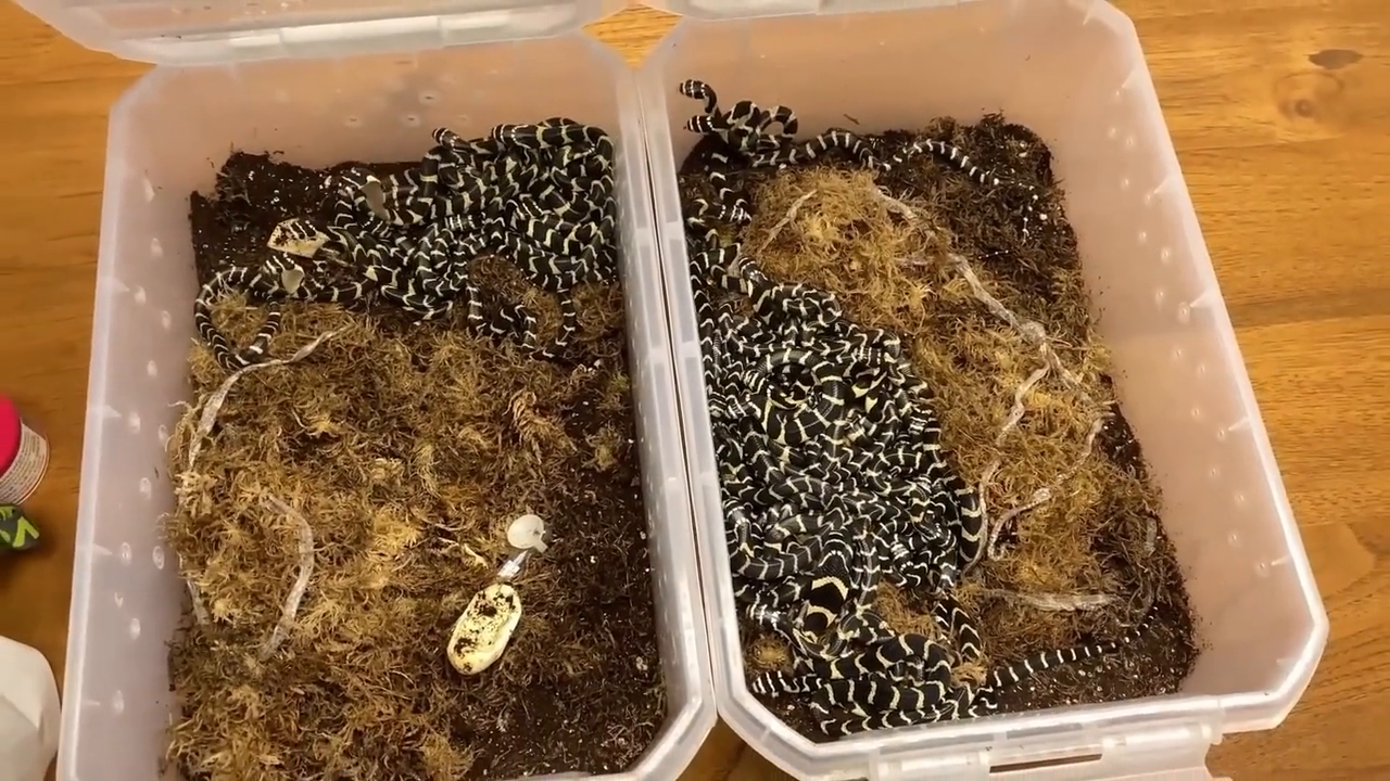 昆虫养殖赚钱吗_昆虫养殖致富经视频_昆虫养殖什么市场前景看好