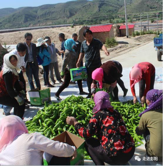 蜜桔亩产量和利润多少_种植蜜桔致富案例_蜜桔种植条件