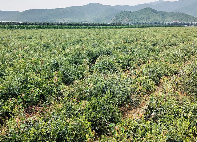 草药致富种植_致富种植草药有哪些_致富种植草药图片大全