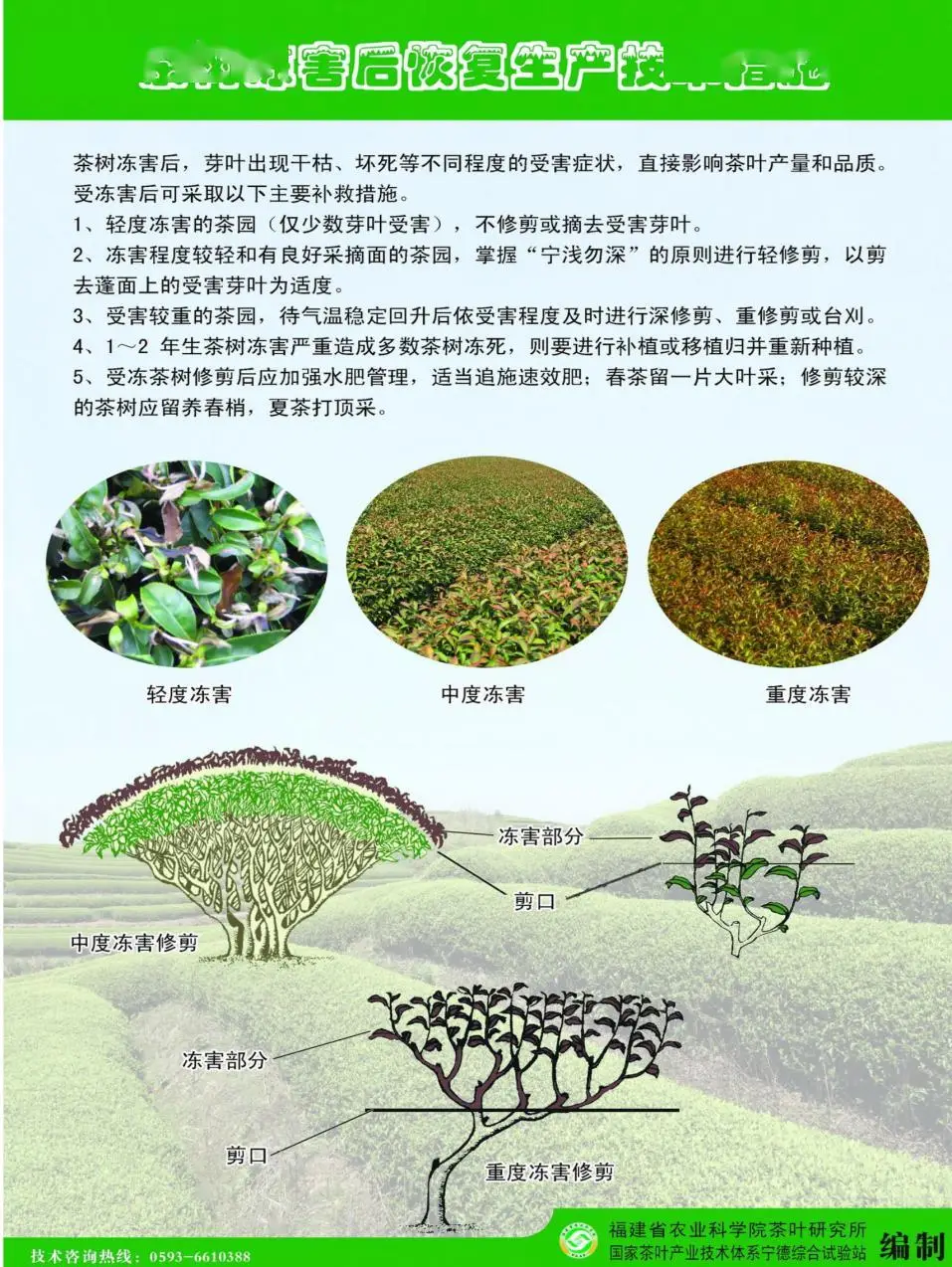 早春大棚青椒种植技术_大棚青椒种植早春技术与管理_大棚青椒种植早春技术视频