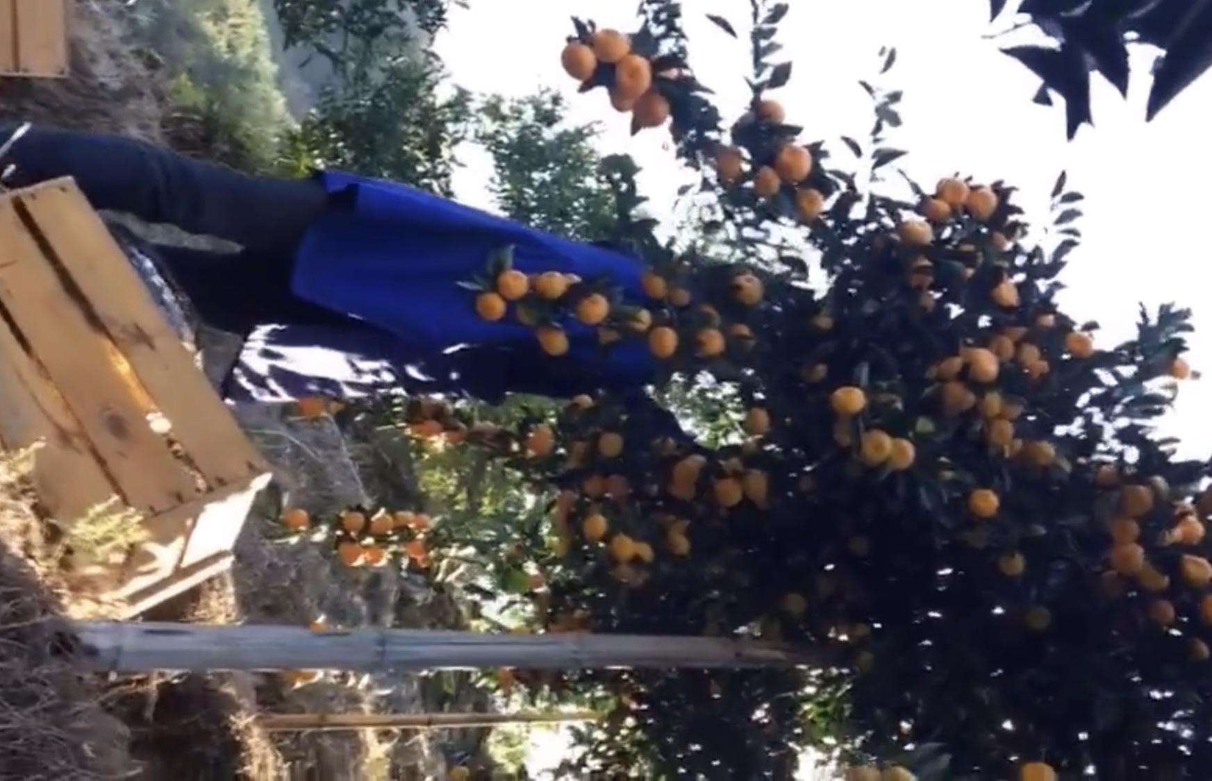 致富案例种植蜜桔视频_种植蜜桔致富案例_蜜桔种植条件