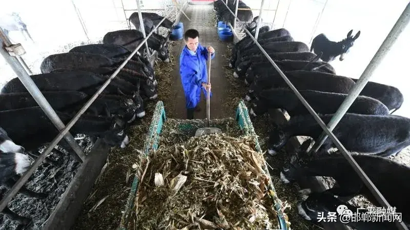 致富经养驴创业故事_驴的生意商机_致富经养驴技术视频