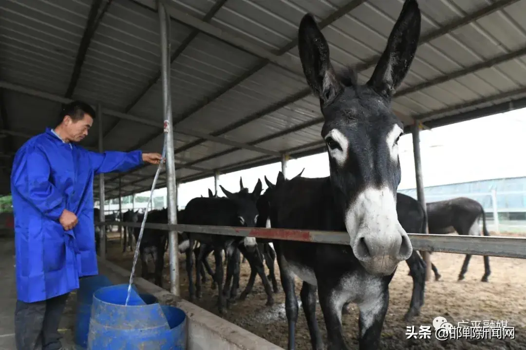 致富经养驴创业故事_致富经养驴技术视频_驴的生意商机