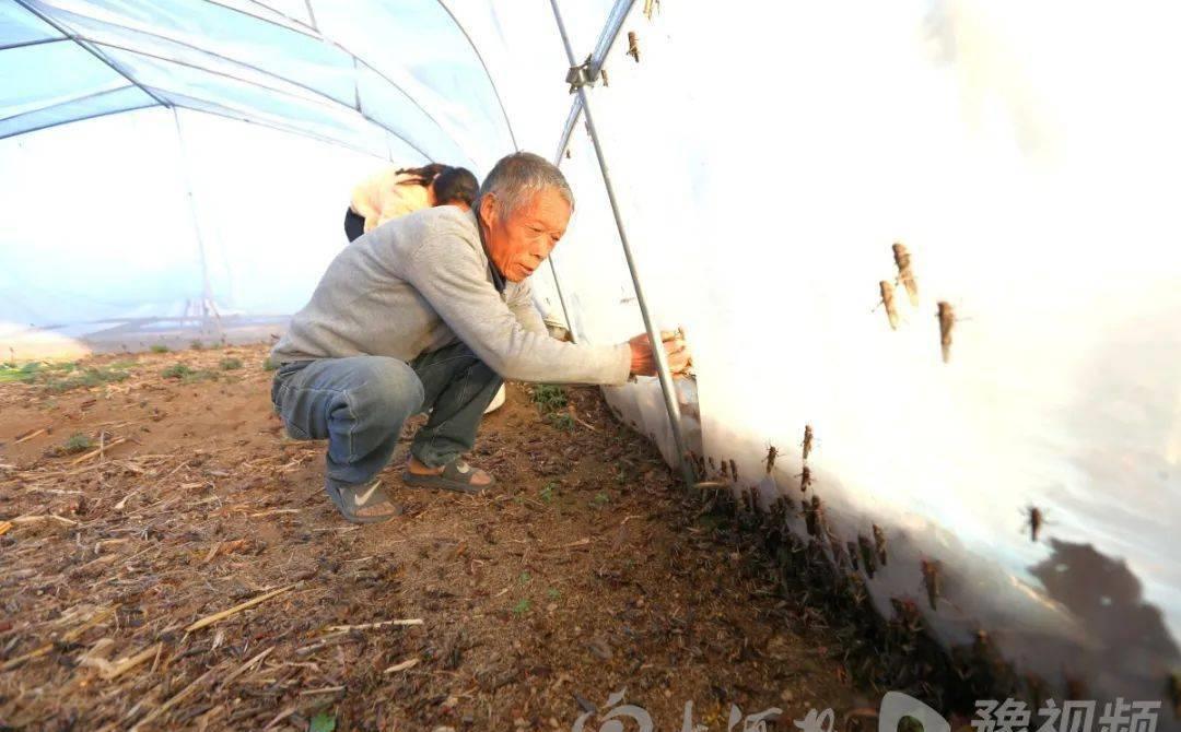 昆虫养殖致富经视频_昆虫养殖赚钱吗_昆虫养殖前景
