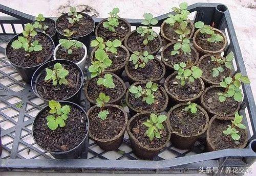 玫瑰花籽种植技术_玫瑰花种子种植技术_玫瑰的花籽怎么种