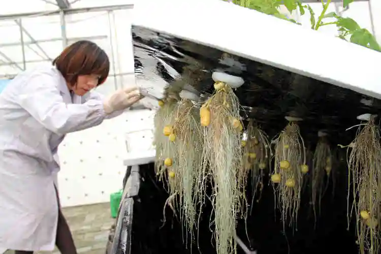 土豆种植图片技术要点_土豆种植技术图片_土豆种植图片技术视频