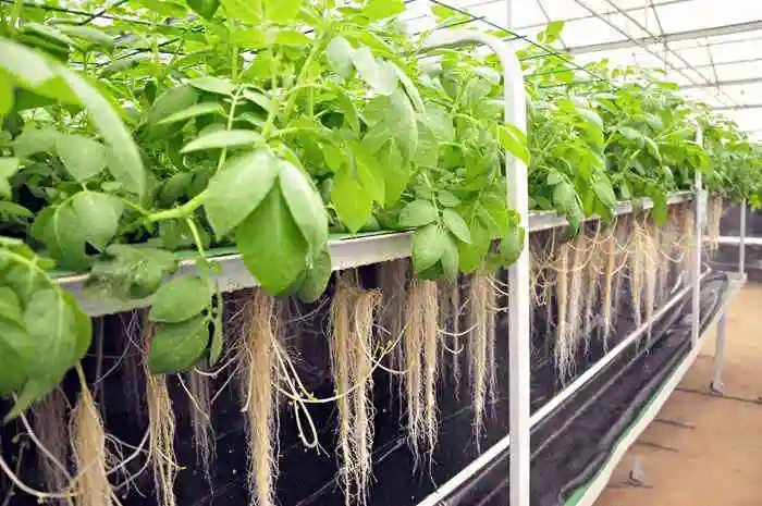土豆种植技术图片_土豆种植图片技术视频_土豆种植图片技术要点