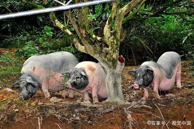 致富经生态养殖猪视频_养猪致富视频_农视网致富经养殖猪