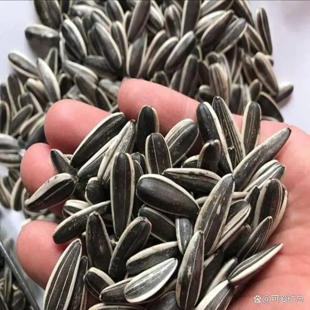 致富经瓜子_种植瓜子致富方法_致富瓜子种植方法图片