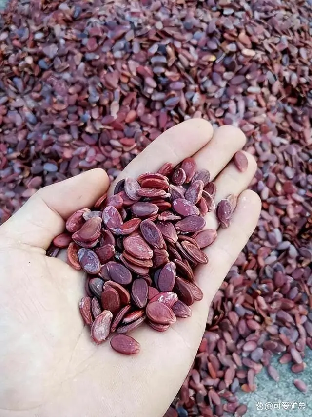 致富瓜子种植方法图片_种植瓜子致富方法_致富经瓜子