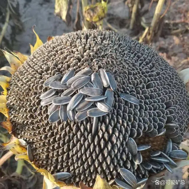 致富瓜子种植方法图片_种植瓜子致富方法_致富经瓜子