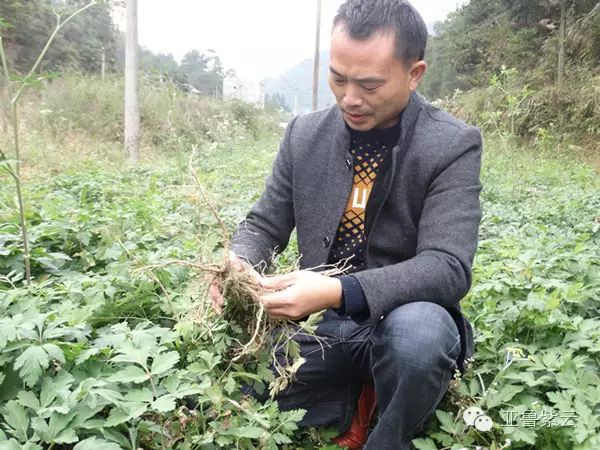 致富种植视频全集_前胡种植致富_种植致富新项目
