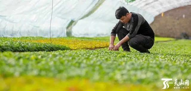 深冬有日光温室，春秋有双膜拱棚——“南疆菜园”增收有道