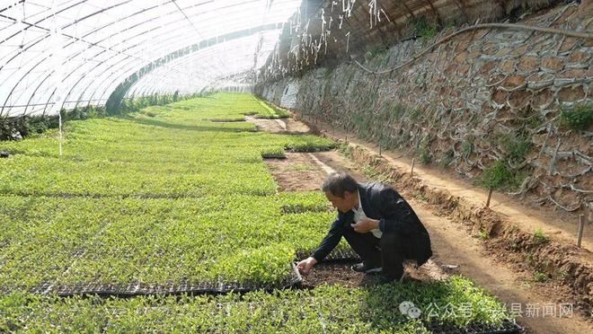 致富种植菜苗图片_致富种植菜苗视频_菜苗种植致富
