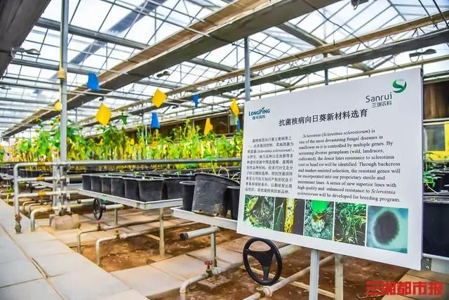 种植瓜子致富方法_致富经瓜子_致富瓜子种植方法视频