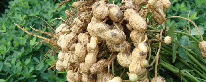 花生的种植，亩产利润多少