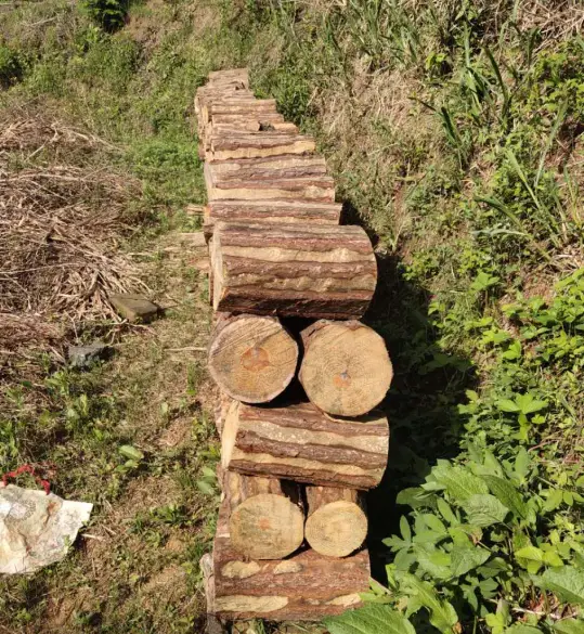 云南茯苓种植基地_云南茯苓种植技术视频_云南茯苓基地