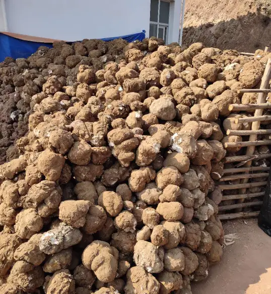 云南茯苓基地_云南茯苓种植基地_云南茯苓种植技术视频