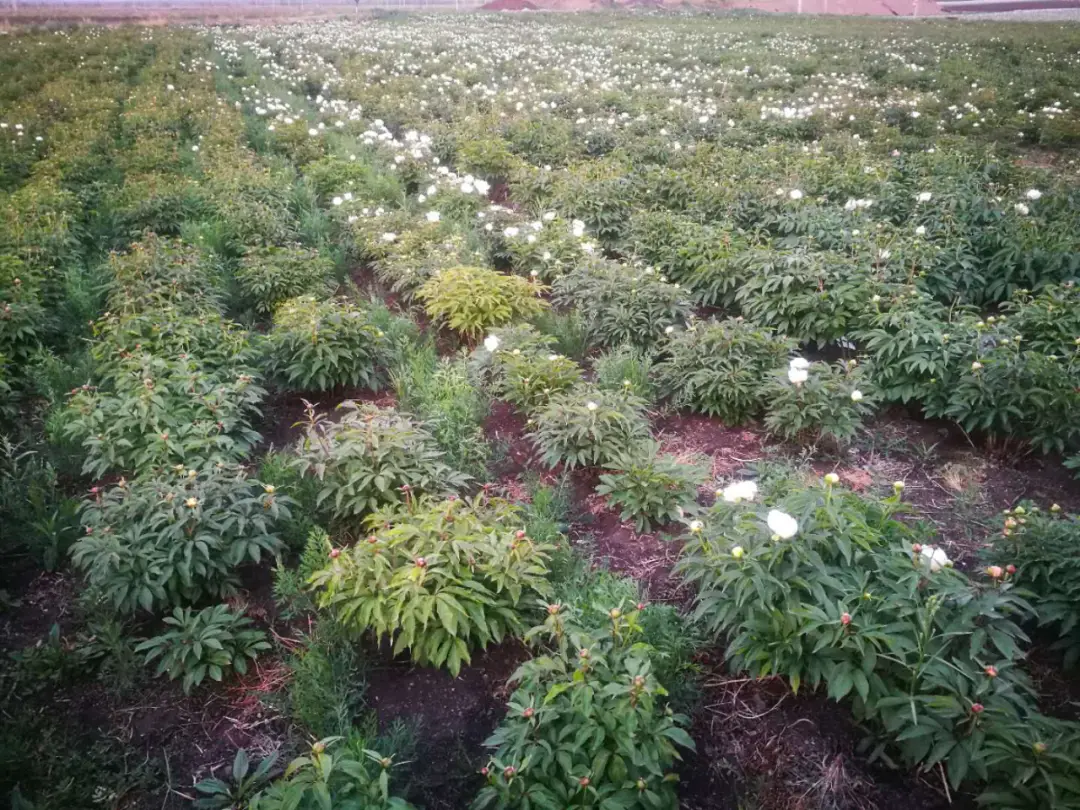 赤芍药种植_赤芍种植几年致富_赤芍种苗价格