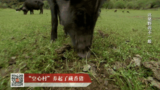 致富养猪窑洞视频_致富养猪场_致富经窑洞养猪
