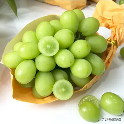 种阳光玫瑰葡萄亩成本_葡萄阳光玫瑰种植技术_阳光玖瑰葡萄种植技术