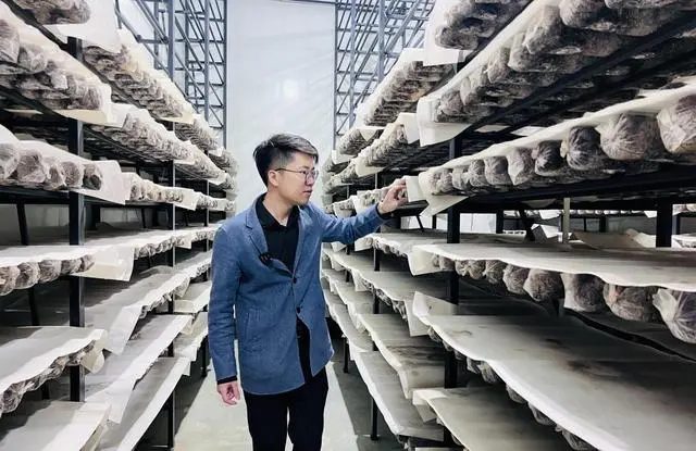 种植银耳的市场前景_种植银耳的利润是多少_银耳种植创业致富