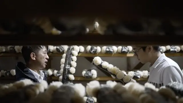种植银耳的市场前景_银耳种植创业致富_种植银耳的利润是多少