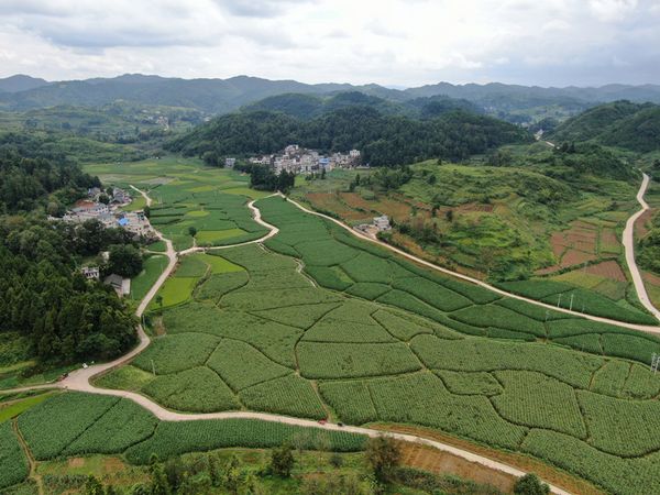 致富茭白种植_致富种植茭白视频_茭白种植效益