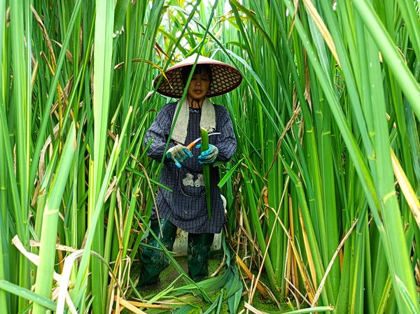 致富种植茭白视频_茭白种植效益_致富茭白种植