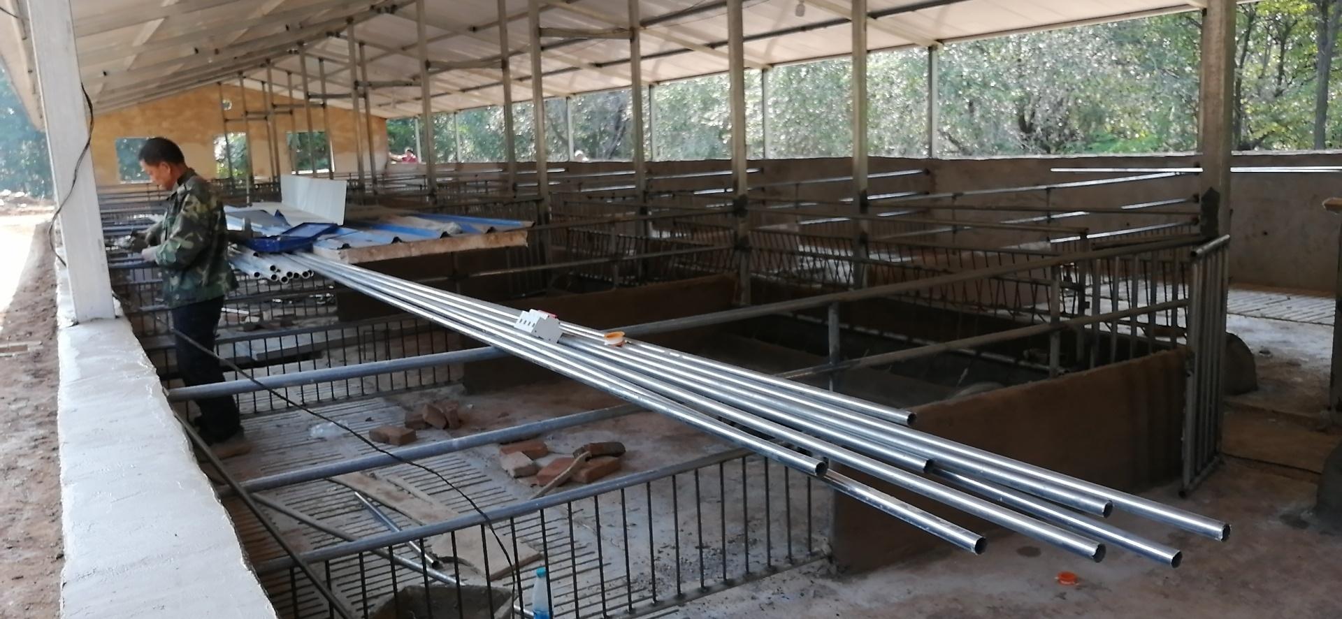 致富经窑洞养猪_致富养猪场_致富养猪窑洞视频