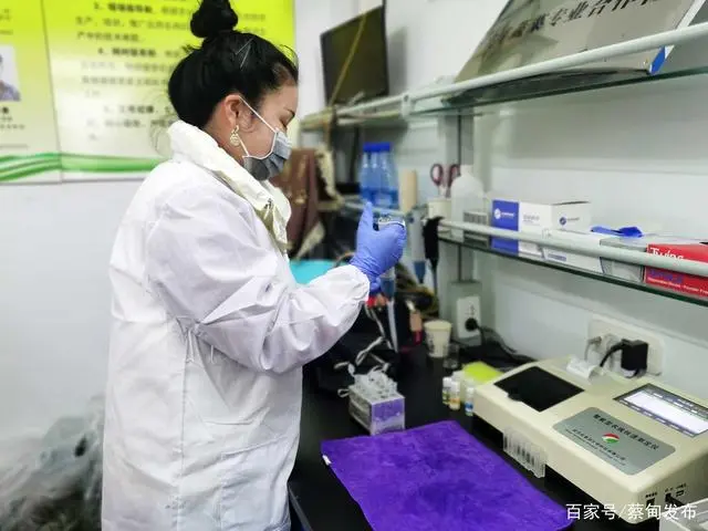藜蒿种植致富_致富种植藜蒿怎么样_致富种植藜蒿图片