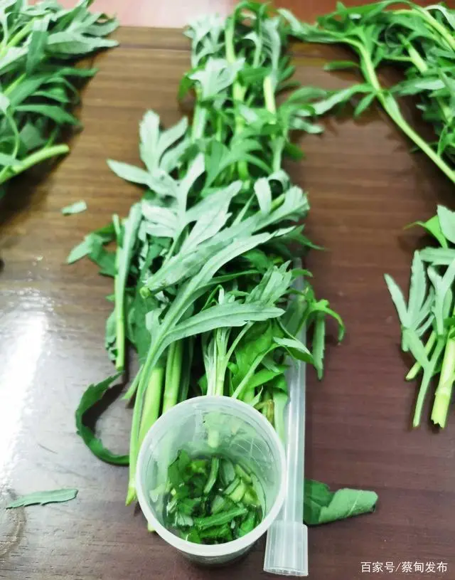 致富种植藜蒿怎么样_致富种植藜蒿图片_藜蒿种植致富