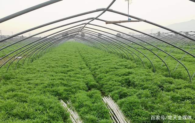 藜蒿种植利润如何_藜蒿种植_藜蒿种植致富
