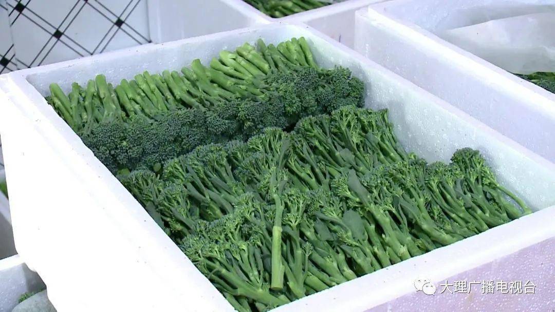 致富种植茭白怎么样_致富种植茭白图片_致富茭白种植