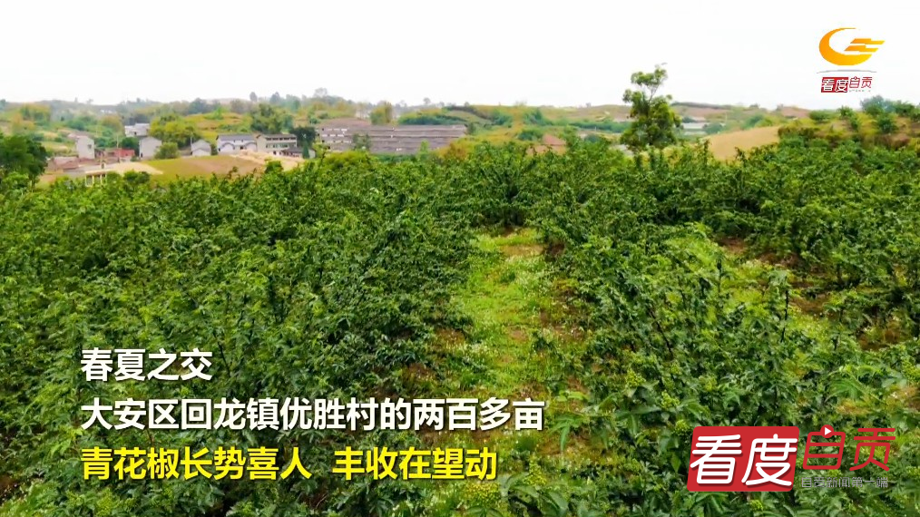 短视频丨青花椒丰收在望 助力乡村振兴