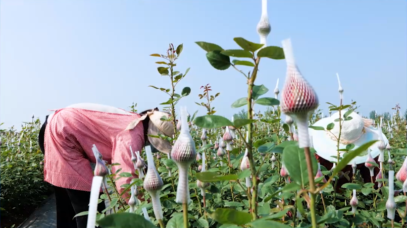 致富玫瑰种植方法图解_玫瑰种植致富方法_致富玫瑰种植方法视频