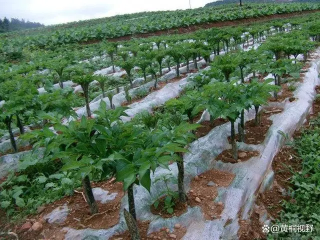 农村致富项目种植业_致富种植农村做什么生意_农村做种植致富